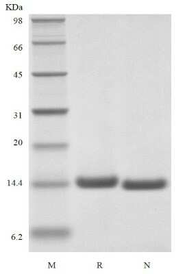 SDS-Page: Recombinant Human IL-2 [ Cys Ser125]Protein [NBP3-07100] - Western blot under reducing and non-reducing conditions